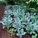 Brocoli