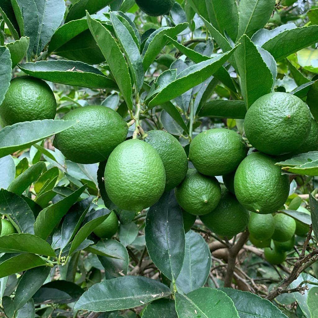 Limón sin semilla