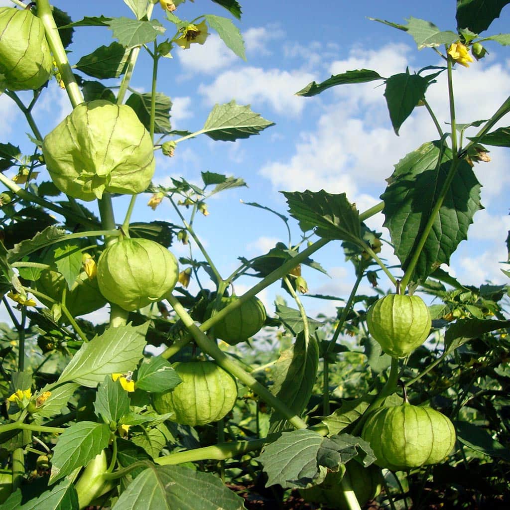 Tomate con cascara